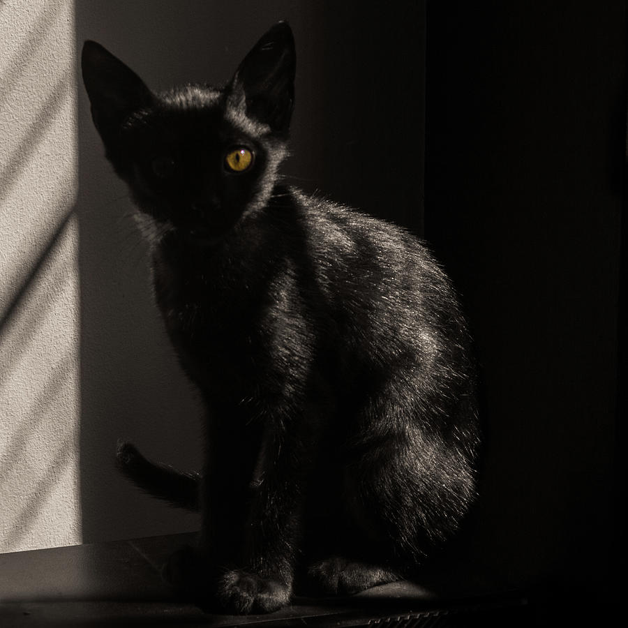 Black Cat Gato Negro Photograph