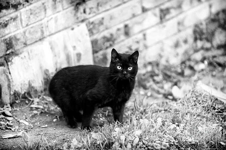 Black Cat Istanbul Photograph by John Rizzuto