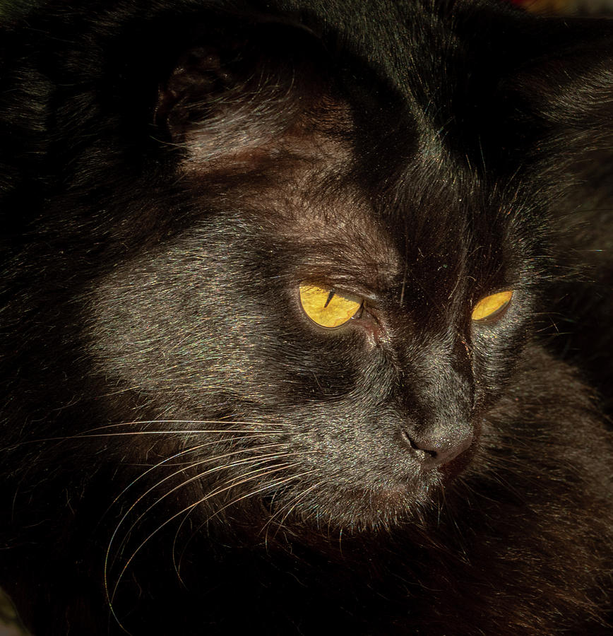 Black Cat Photograph by Jean Noren