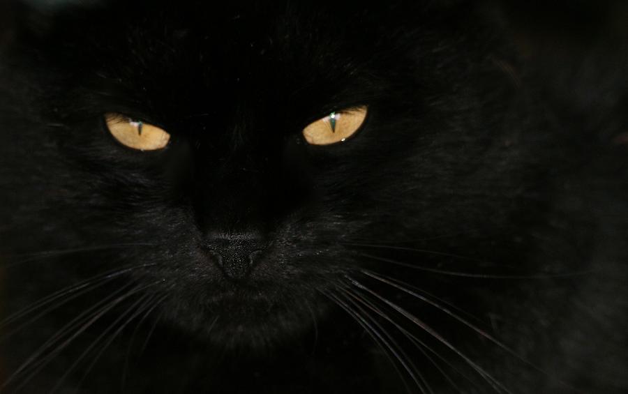 Black Cat Photograph by Living Color Photography Lorraine Lynch