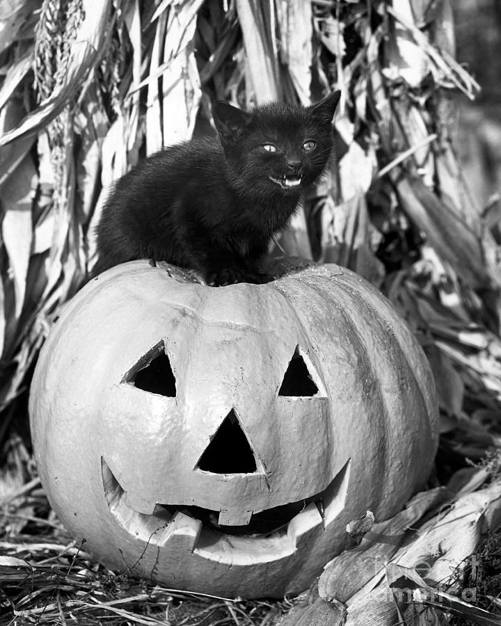 Black cat on top of Jack o lantern Photograph by American School