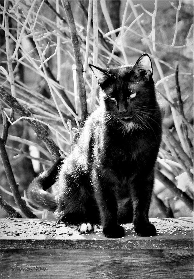 Black Cat on Weathered Wood, BW Photograph by Tracey Vivar