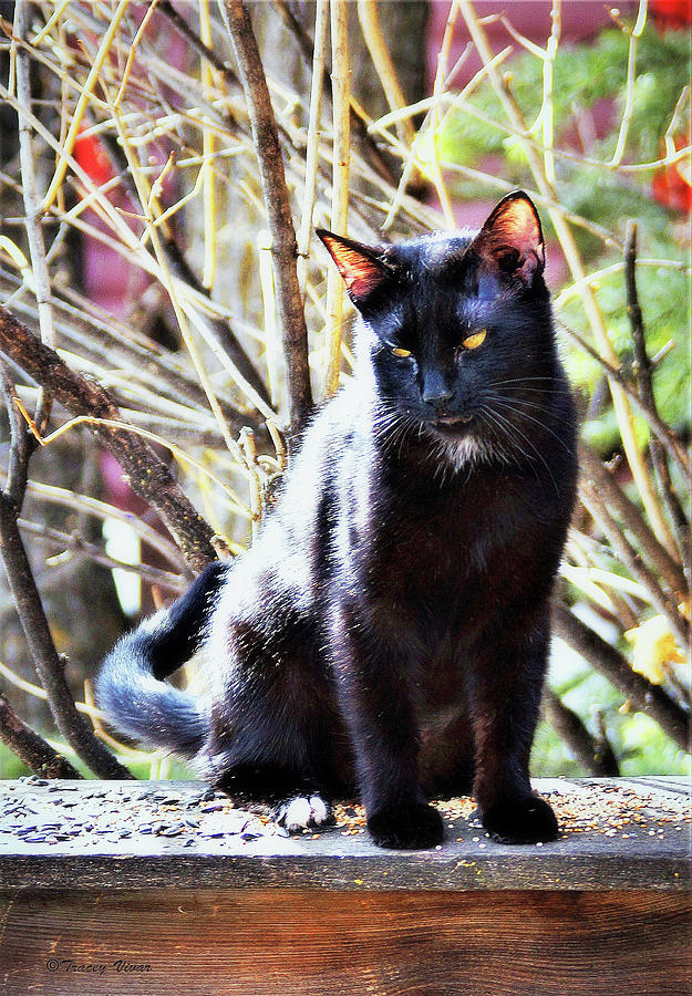 Black Cat on Weathered Wood  Photograph by Tracey Vivar