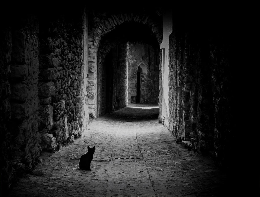 Black Cat Path Photograph by mer Ate? K?z?ltu?