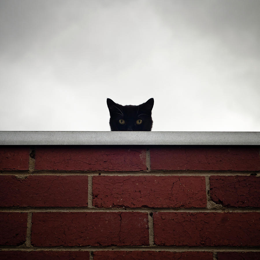 Black Cat Peeking Over Wall Photograph by John Abbate