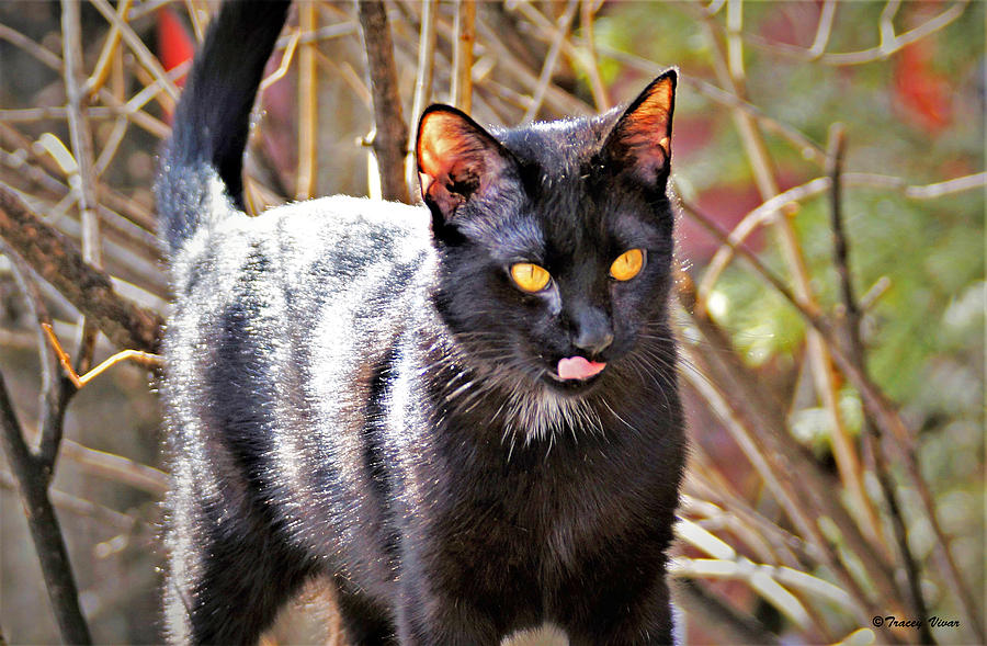 Black Cat, Orange Eyes, Pink Tongue Photograph by Tracey Vivar