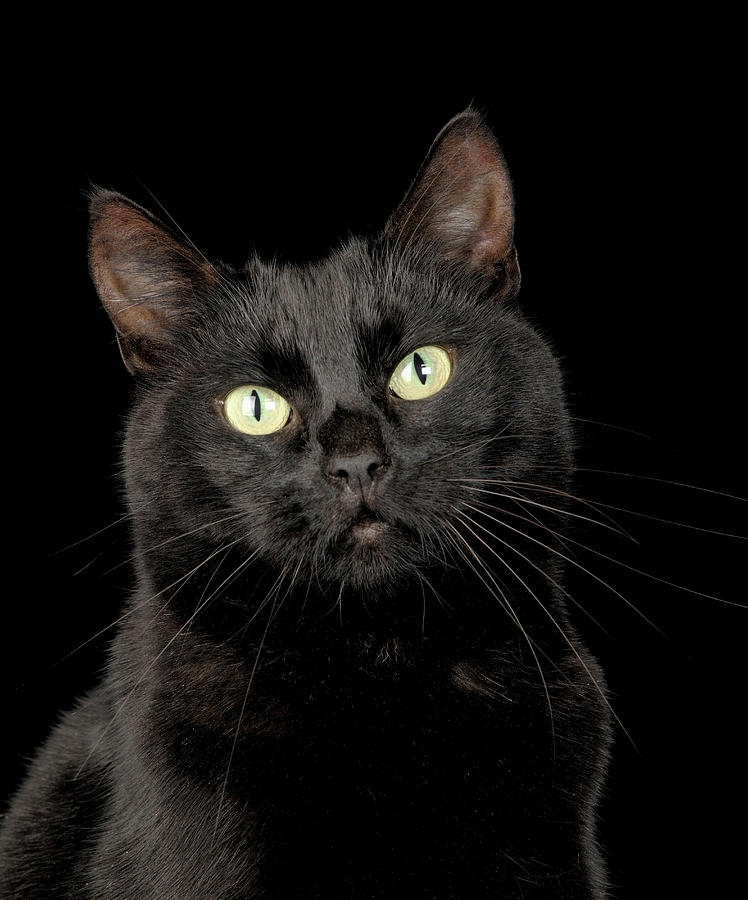 Black Cat Digital Art by Simon Murrell - Fine Art America