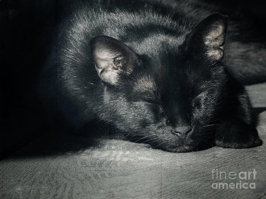 Black Cat Sleeping Photograph by Ella Kaye Dickey