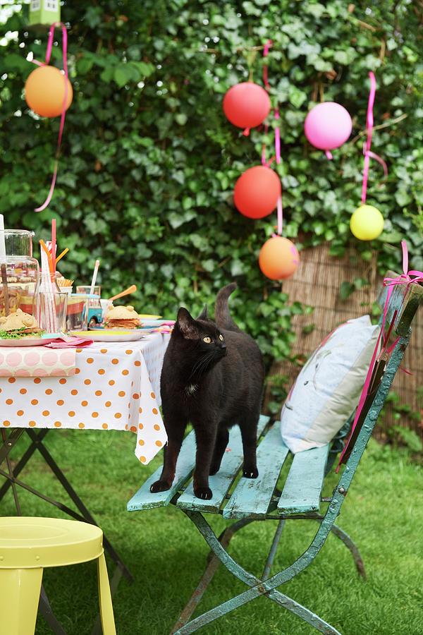 Black Cat Stood On Garden Chair Next To Table Set For Childrens Party Photograph by Nikolai Buroh