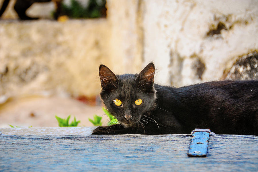 Black Cat Photograph by Tito Slack