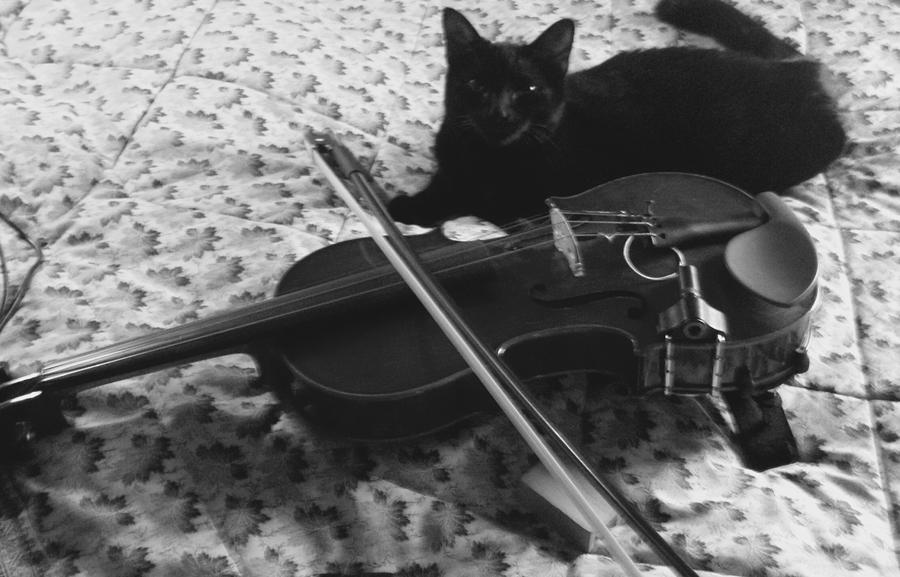 Morgenøvelser Uden for Lavet til at huske Black Cat with Violin Photograph by Timothy Boeh - Fine Art America