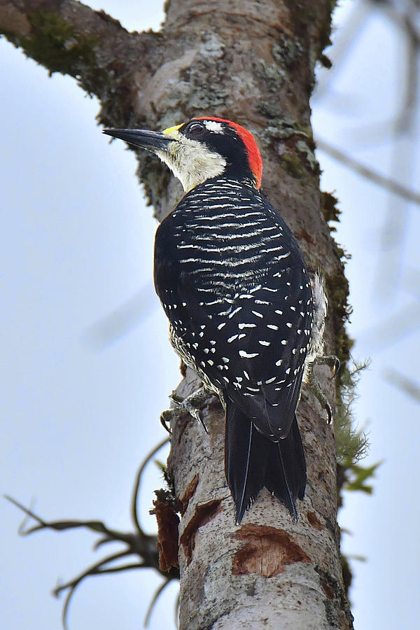 Black-cheeked Woodpecker Photograph by Alan Lenk