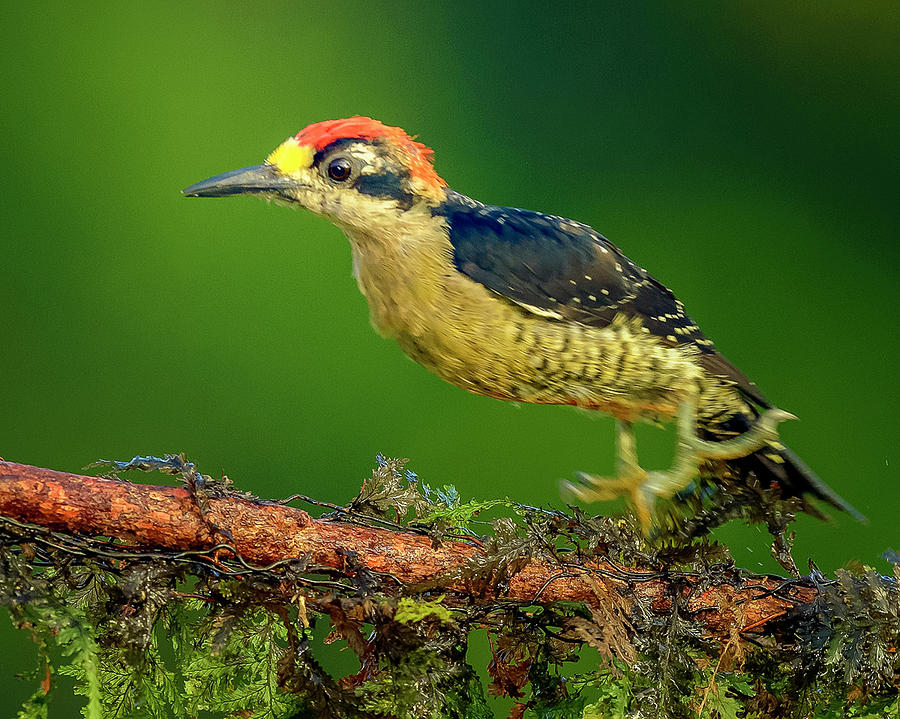 Black-cheeked Woodpecker -  Melanerpes Pucherani Photograph