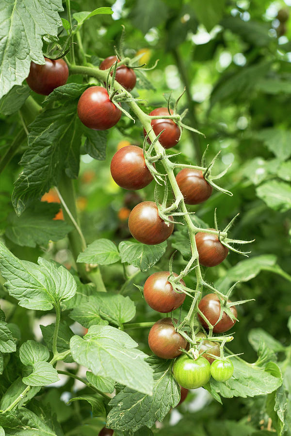 Black Cherry Tomato Vine In A Greenhouse Photograph by Sabine Lscher