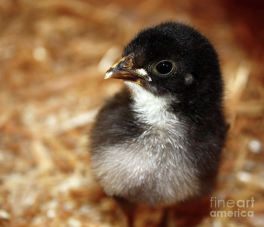 Black chick Photograph by Gregory DUBUS