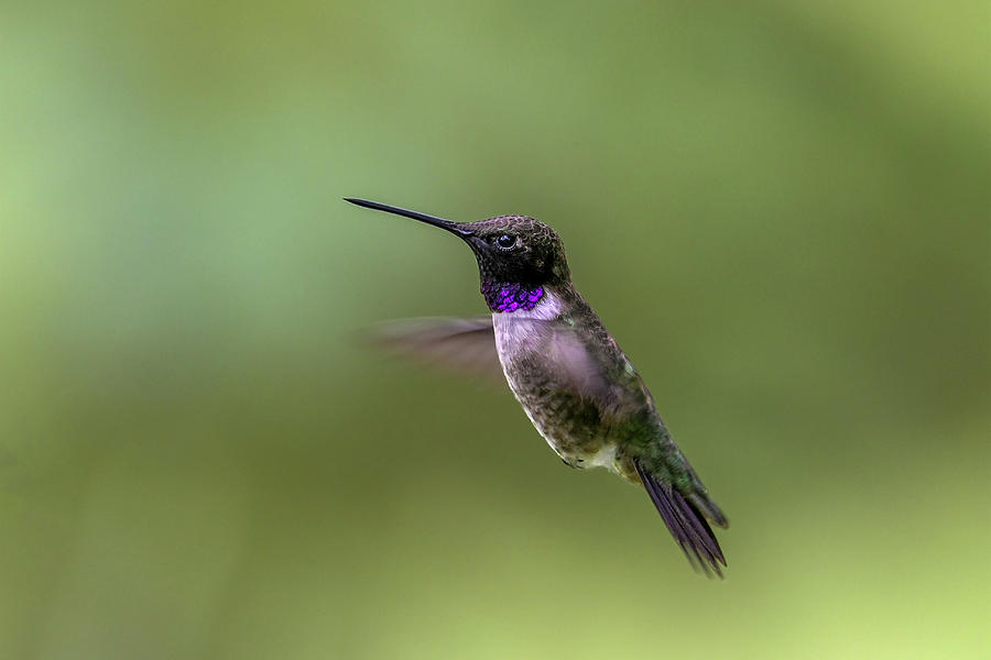 Black Chinned Hummer Photograph by Ronnie And Frances Howard