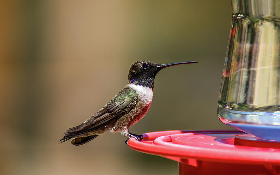 Black Chinned Hummingbird at Feeder 1 Photograph by Dawn Richards