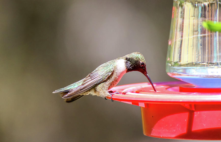 Black Chinned Hummingbird at Feeder 2 Photograph by Dawn Richards