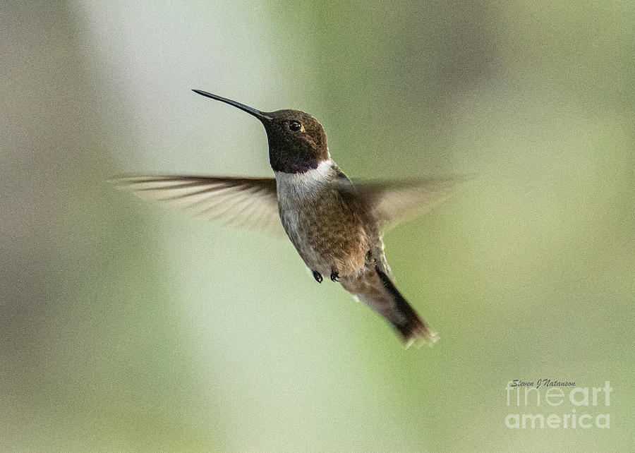 Black Chinned Hummingbird Photograph by Steven Natanson