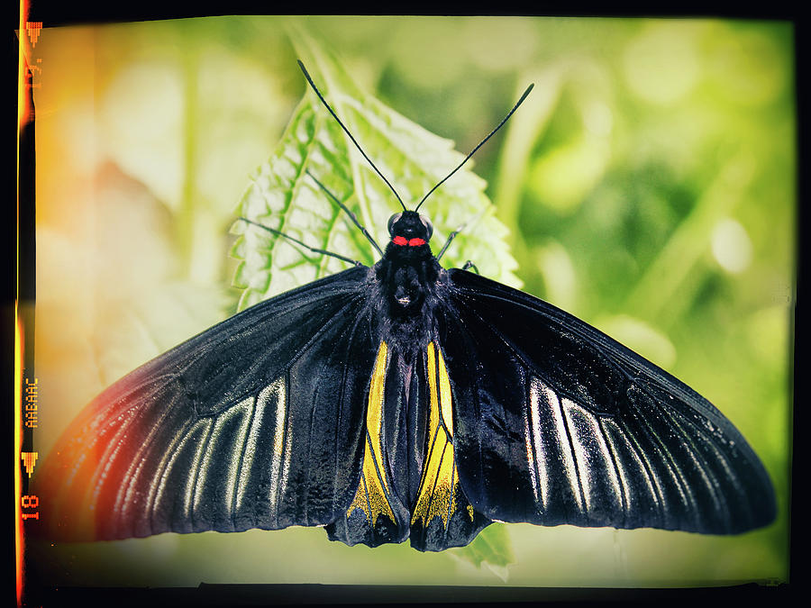 Butterfly Photograph - Black Coat by Iryna Goodall