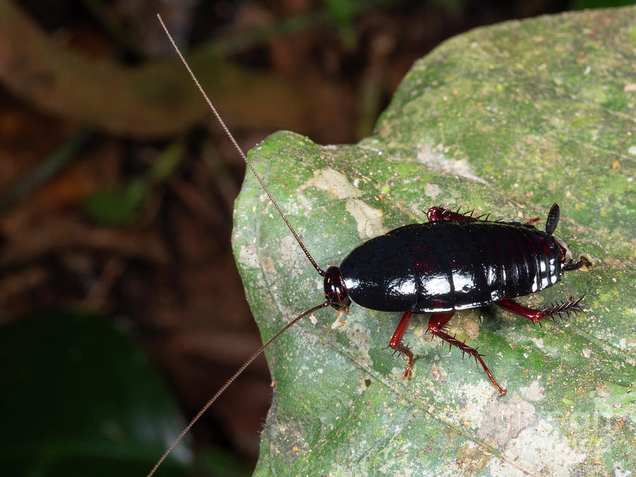 Black Cockroach In The Rainforest Photograph by Dr Morley Read/science ...