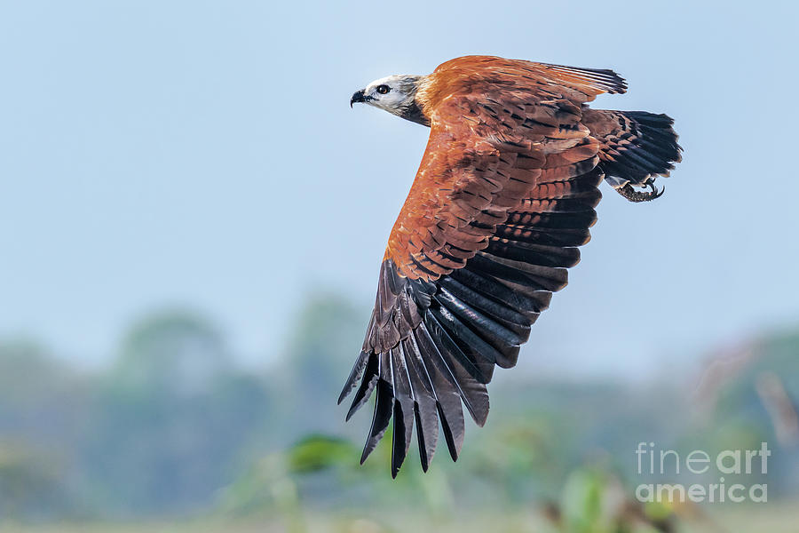 Hawk Photograph - Black-collared Hawk by Carl Jackson