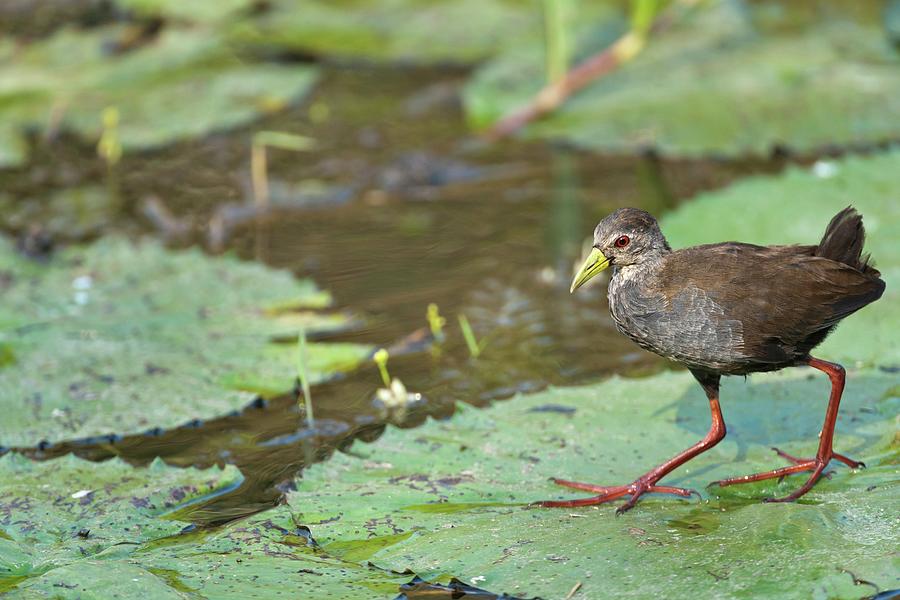 Black Crake (amaurornis Flavirostra) Photograph By Roger De La Harpe ...