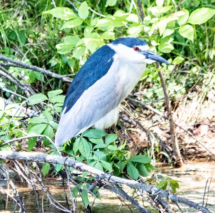 Black Crown Night Heron Photograph by William E Rogers | Fine Art America