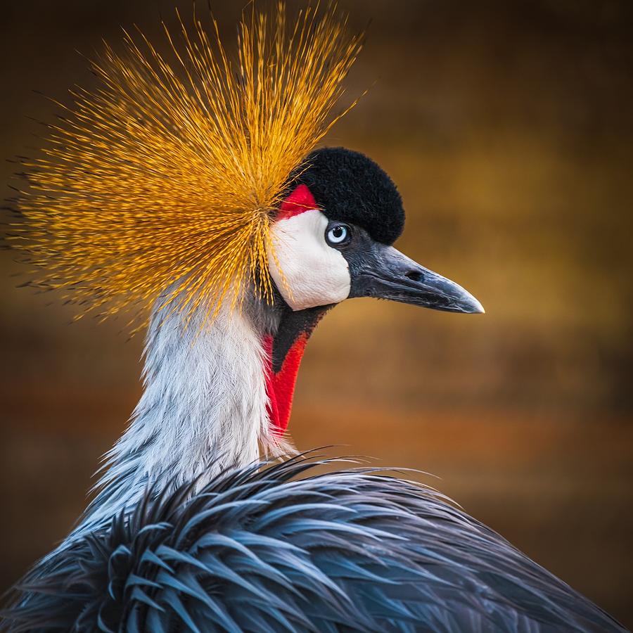 Black Crowned Crane Photograph by Ahmed Elkahlawi