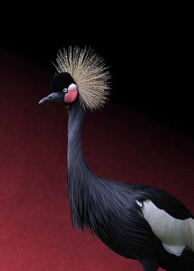 Black Crowned Crane Photographic Portrait by Debi Dalio Black Crowned Crane Photographic Portrait by Debi Dalio