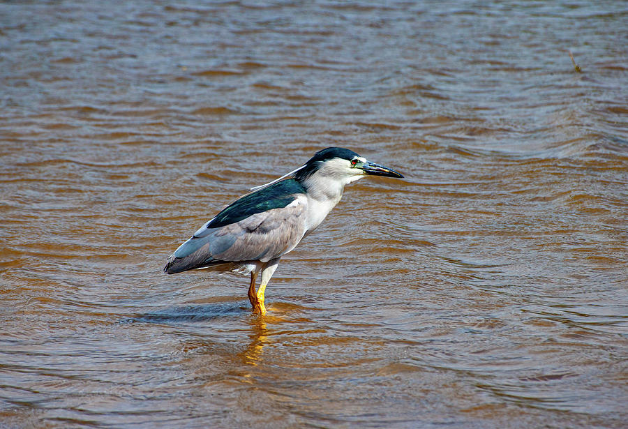 Black Crowned Heron Photograph by Anthony Jones