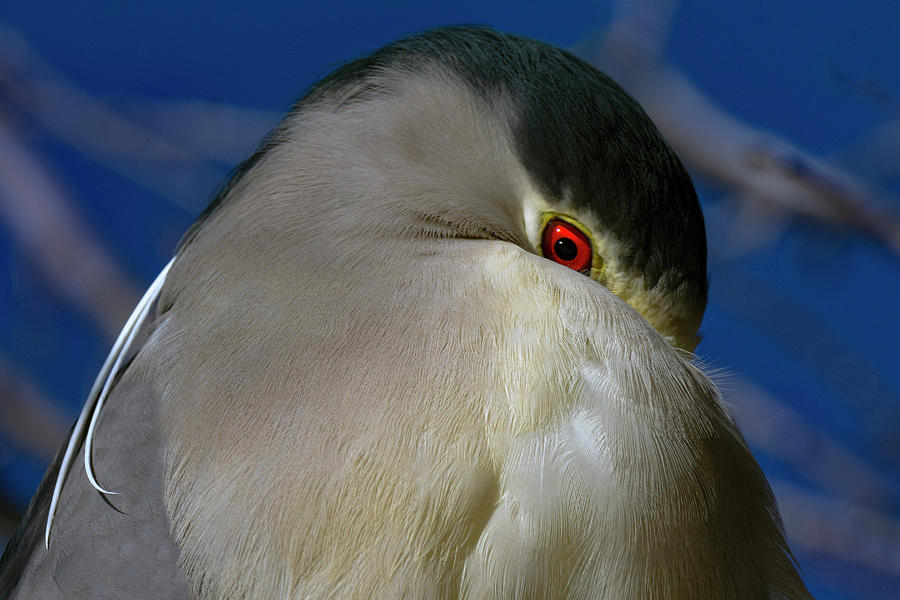 Black Crowned Night Heron 1 Photograph by Rick Mosher