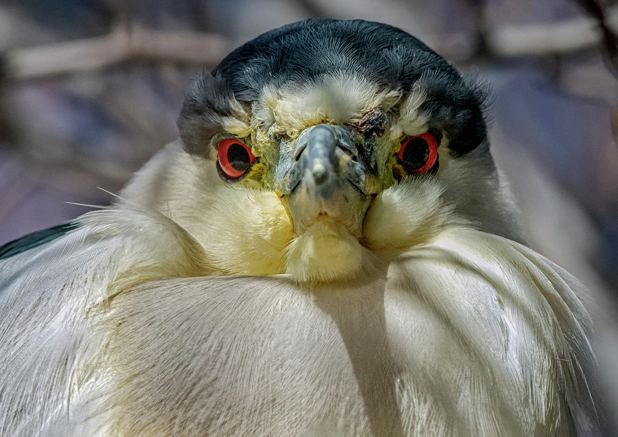Black Crowned Night Heron 2 Photograph by Rick Mosher