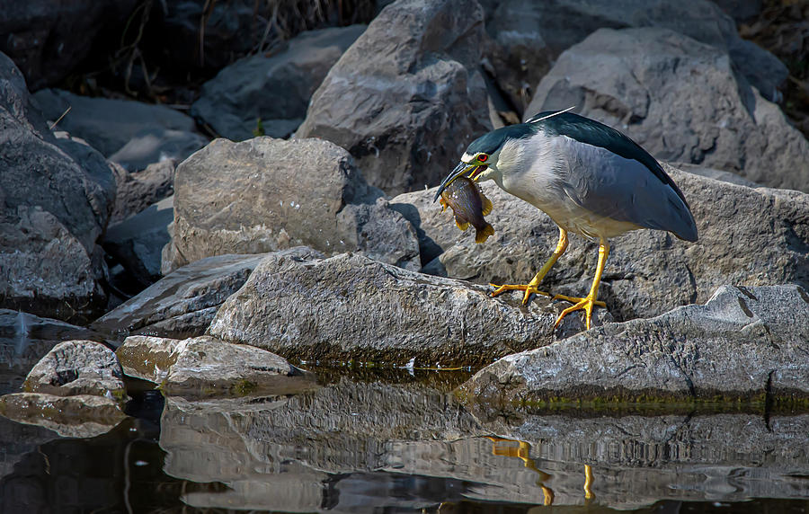 Black Crowned Night Heron 3 Photograph by Rick Mosher