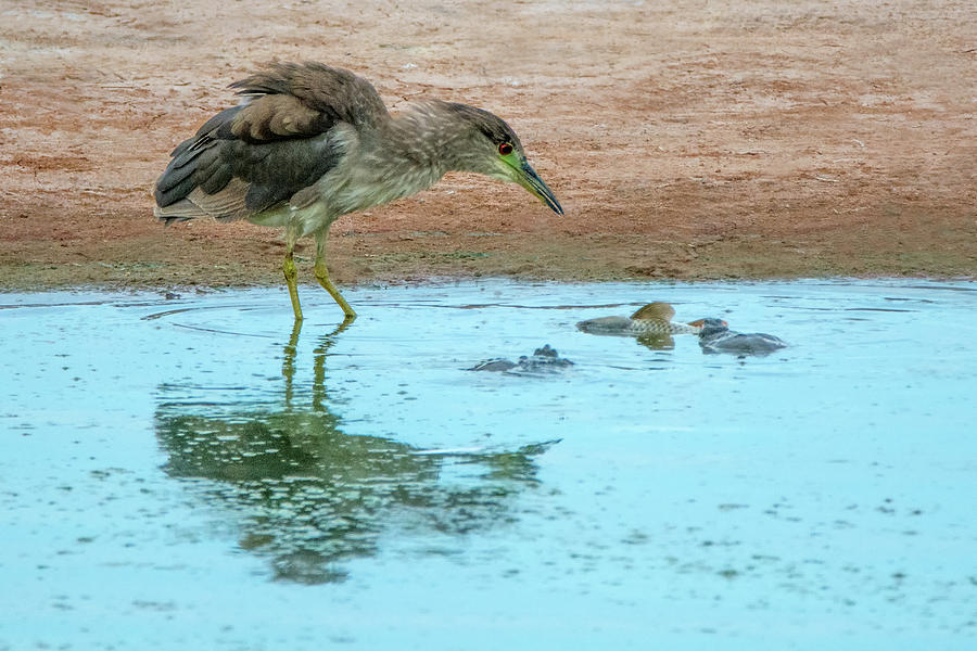 Black-crowned Night Heron 6410-061319 by Tam Ryan Black-crowned Night Heron 6410-061319 by Tam Ryan