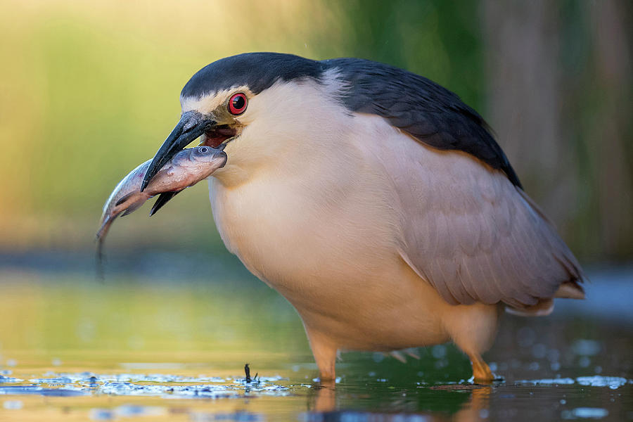 Black-crowned Night Heron and Fish Photograph by Thomas Hinsche