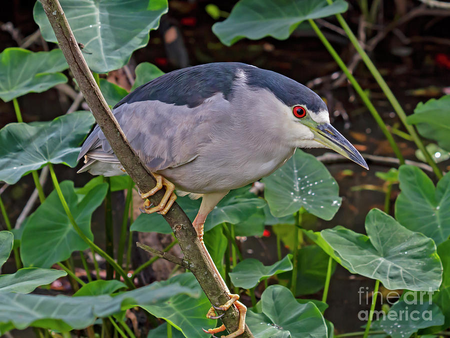 Heron Photograph - Black-crowned Night Heron by Blair Howell Heron Photograph - Black-crowned Night Heron by Blair Howell