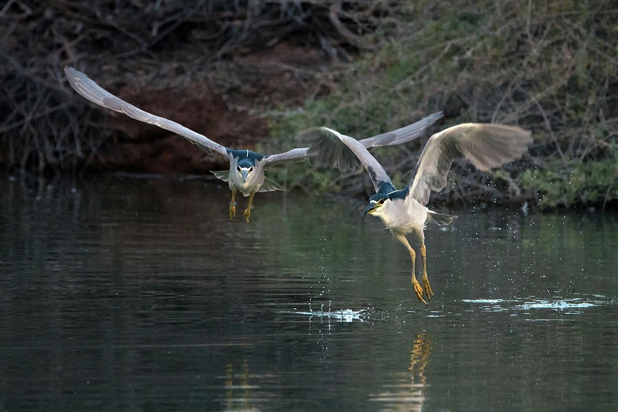 Black-crowned Night Heron Chase 1354-011819 Photograph by Tam Ryan