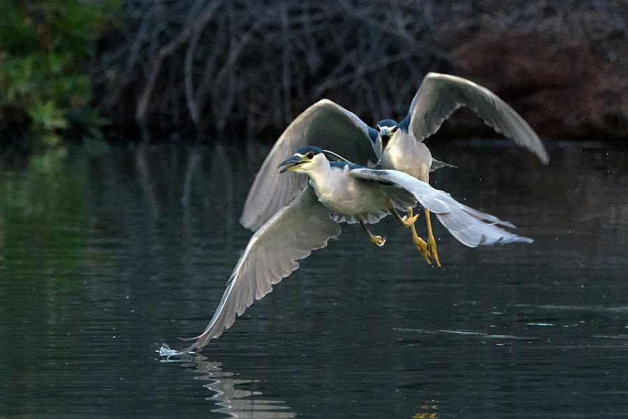 Black-crowned Night Heron Chase 1355-011819 Photograph by Tam Ryan