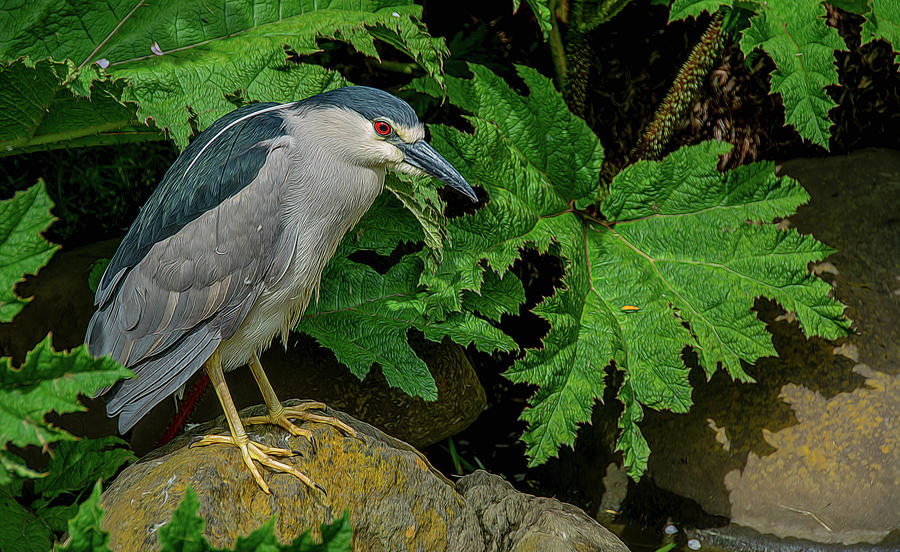 Black Crowned Night Heron, Crouched and Ready Photograph by Marcy Wielfaert