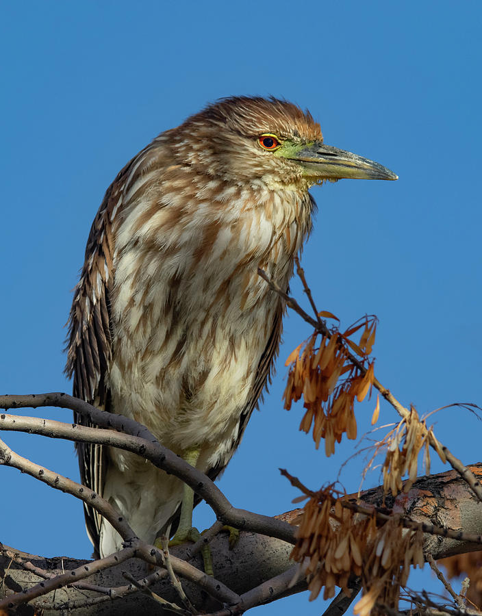 Black Crowned Night Heron Female Photograph by Rick Mosher