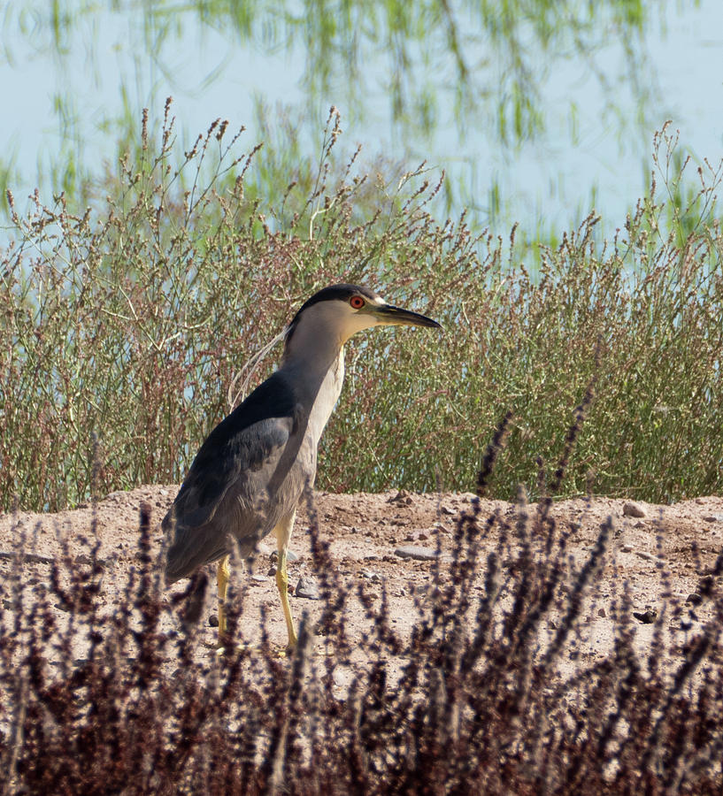Black-Crowned Night Heron Photograph by Laurel Powell