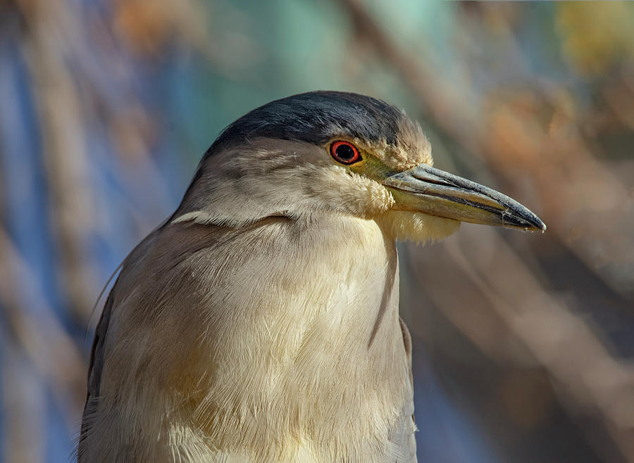 Black Crowned Night Heron Male Photograph by Rick Mosher
