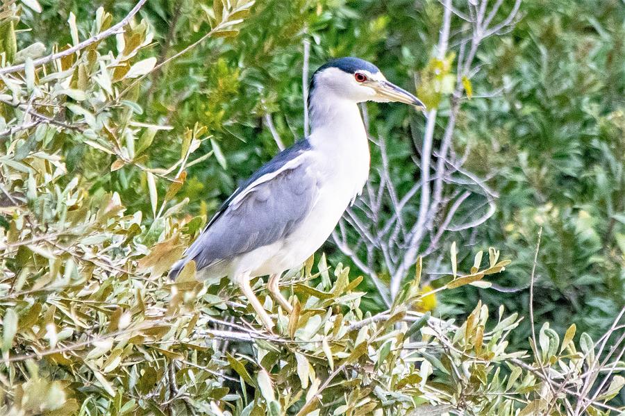 Black-Crowned Night Heron Photograph by Mary Ann Artz