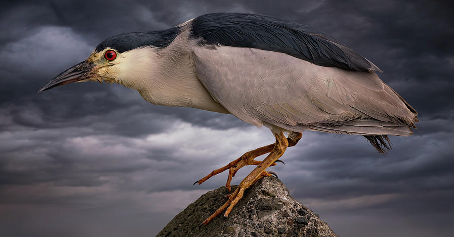 Black Crowned Night Heron Photograph by Mike Gifford