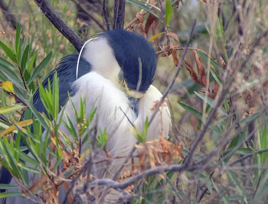 Black-crowned Night Heron Napping 1041-011419 Photograph by Tam Ryan