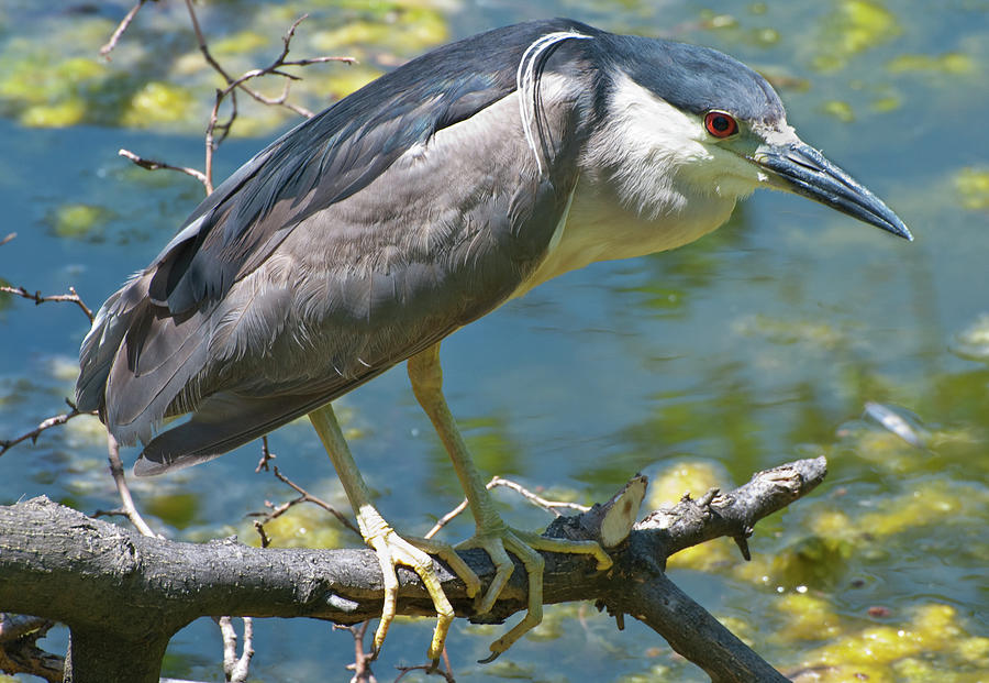 Black Crowned Night-heron Photograph by Nature Images By Keith Bowers