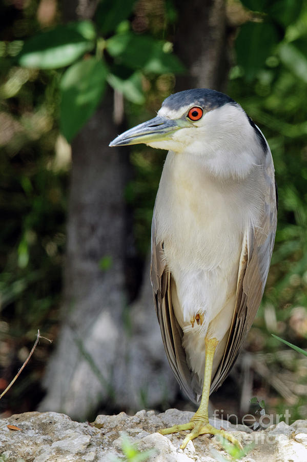 Black Crowned Night Heron on Turner River Photograph by Natural Focal Point Photography