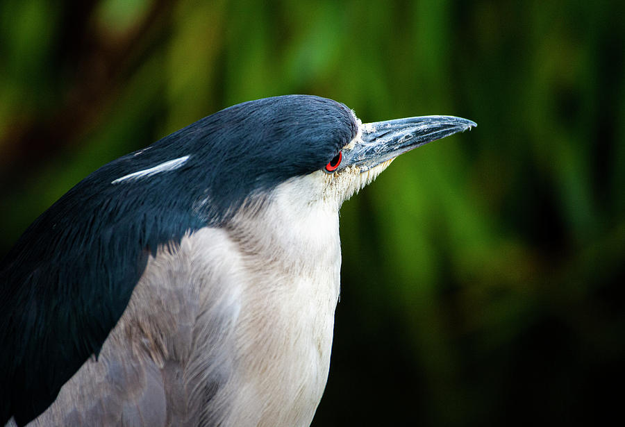 Black Crowned Night Heron Portrait Photograph by Anthony Jones