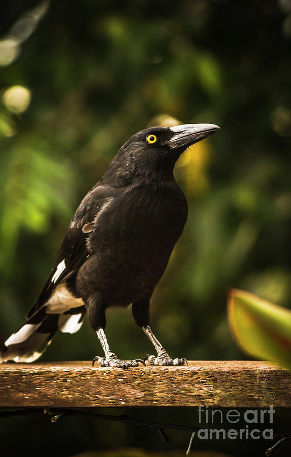 Black Currawong Bird Photograph